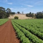 Abusos na aplicação de cláusulas ambientais em contratos do agronegócio geram risco aos produtores